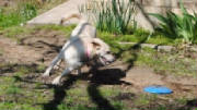 bth_ActionKarlee_zps681d2f4e.jpg