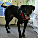 th_dog20Sadie20lab20mix20previous20foster_20Blake20McGinty208_8_12_zpsd9f23edd.jpg